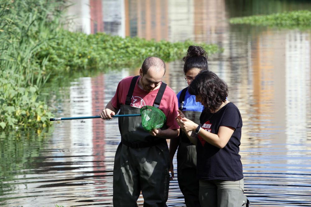 Els naturalistes fan un mostreig a l'Onyar