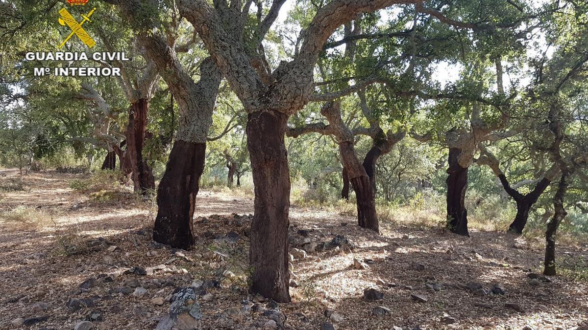 Detenido un vecino de Alcuéscar tras sustraer 3.800 kilos de corcho