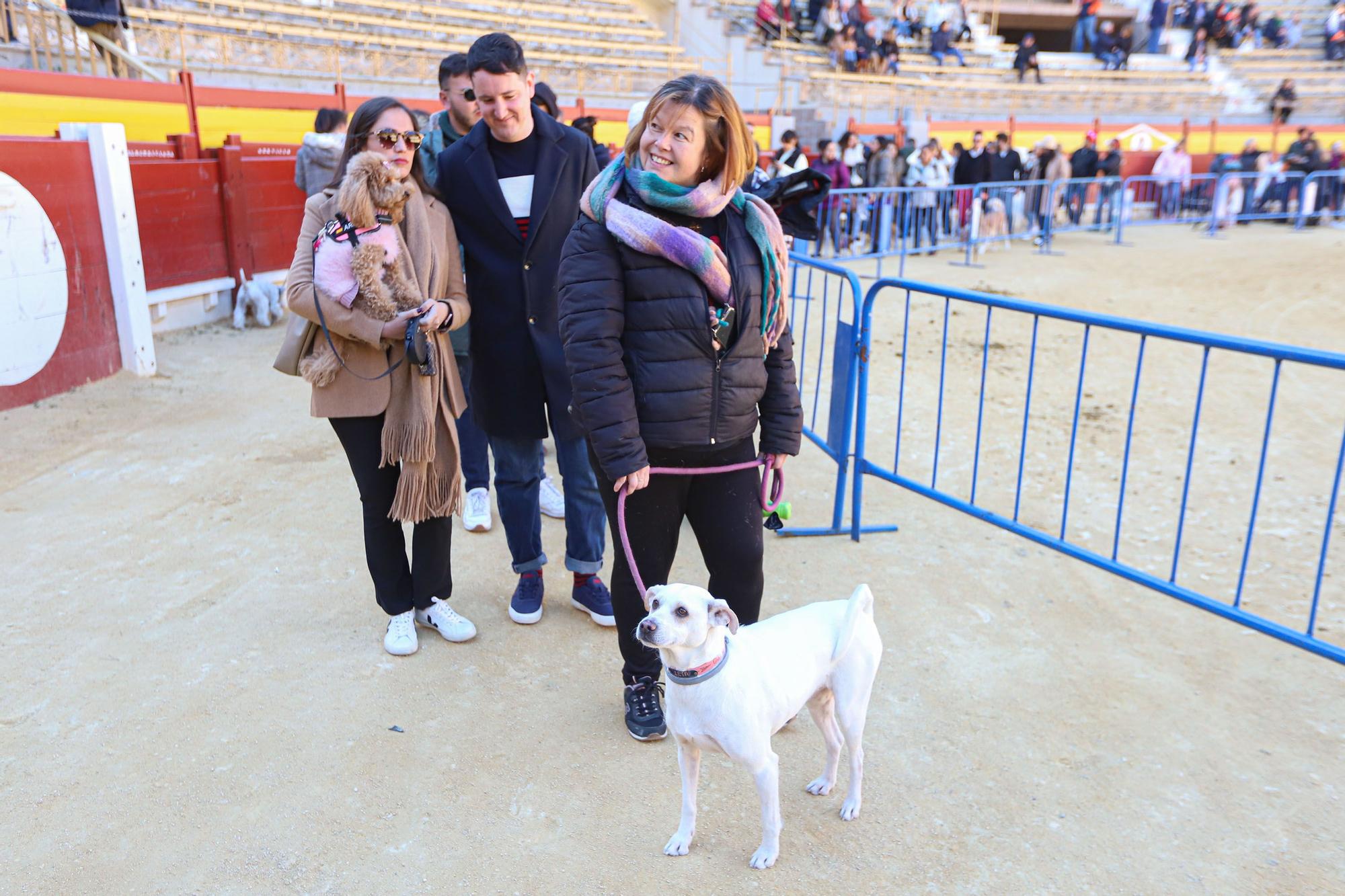 Concurso ecuestre y Bendición de animales por San Antón en Alicante