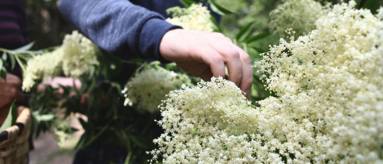 Flores de Sabugueiro.   | // FDV