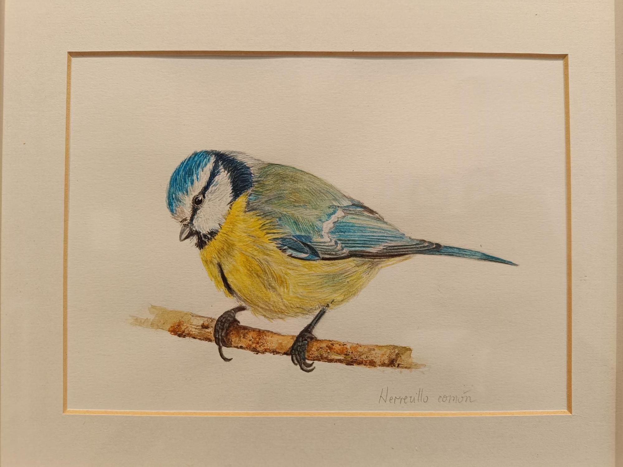 "Aves de tu entorno", la exposición de Isabel González en Posada de Llanera