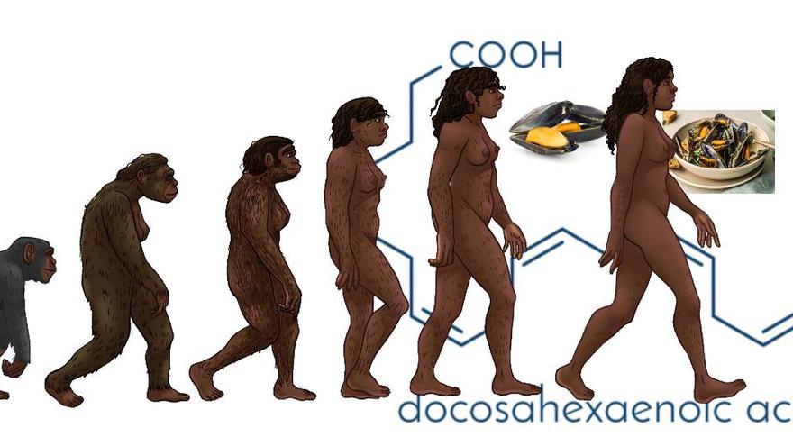 Evolución humana, moluscos y ácidos grasos esenciales. Modificado de Wikimedia Commons.