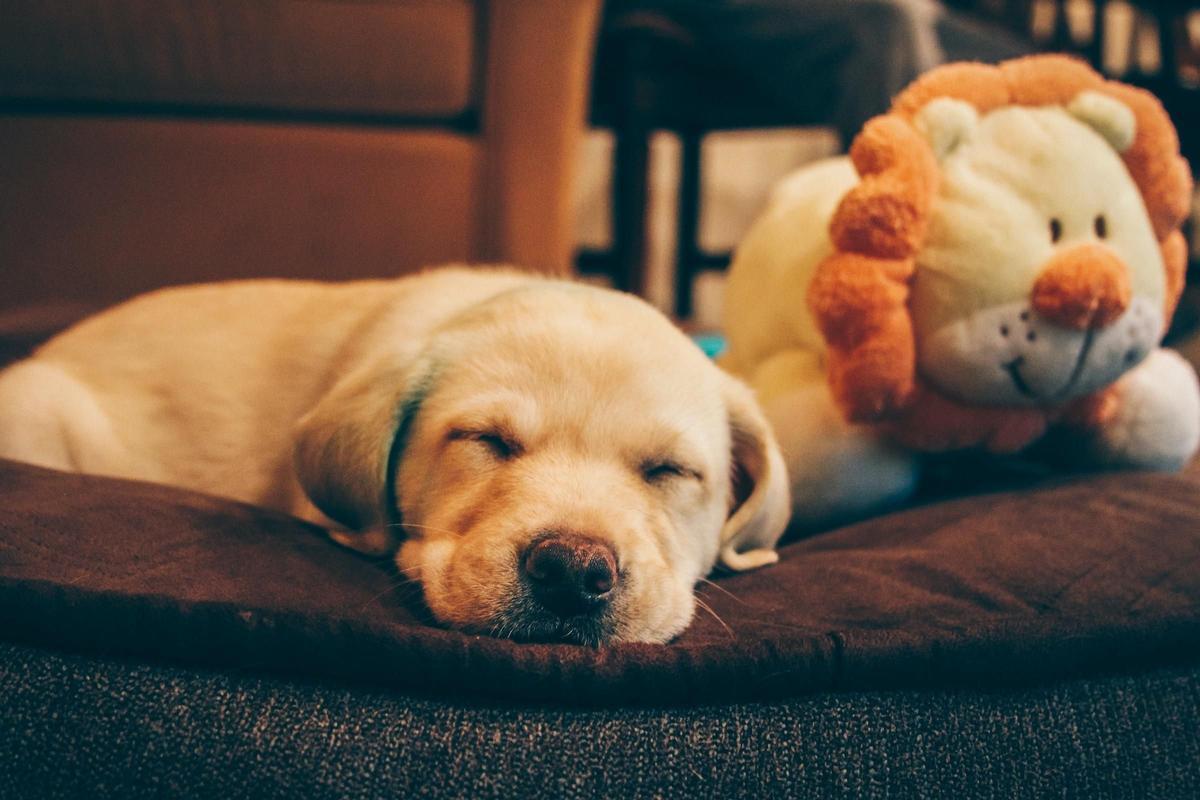 Disfruta viendo jugar unos pequeños cachorros en Maryland