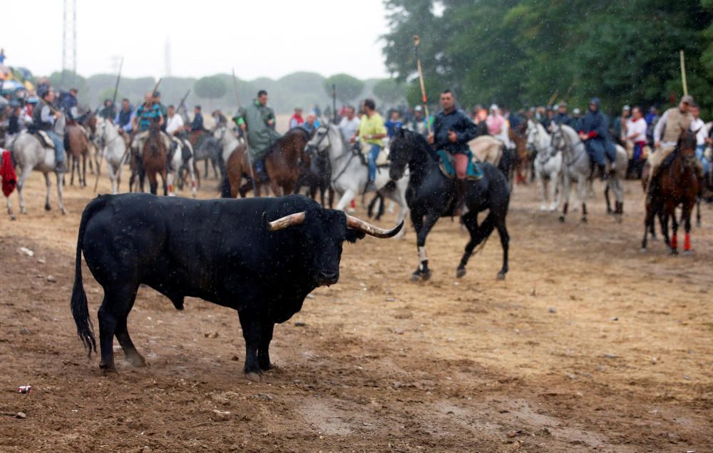 Toro de la Peña en Tordesillas