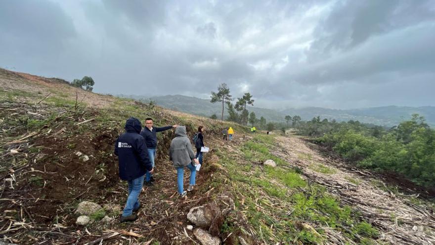 La Xunta cambia acacias por viñedos en montes de Leiro