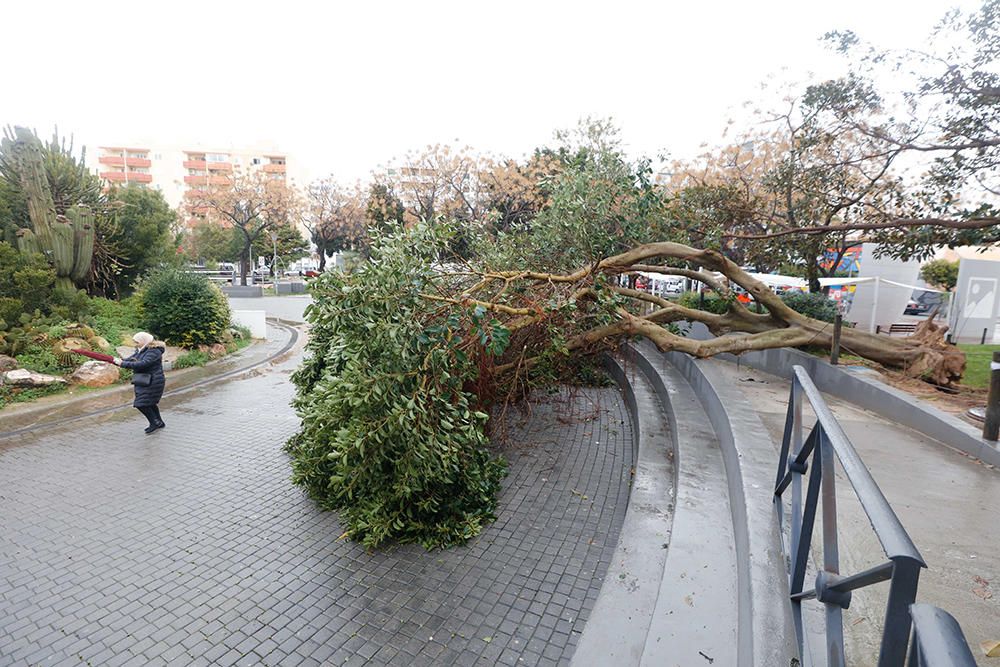 Árbol caído por el temporal en el Parque de la paz.