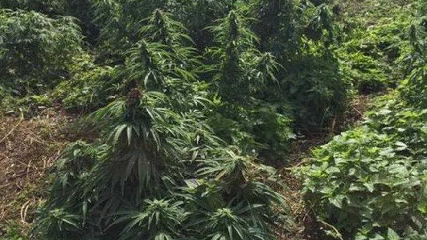 DEL TAMAÑO DE UN CAMPO DE FÚTBOL
La policía londinense encuentra un &quot;bosque&quot; de marihuana