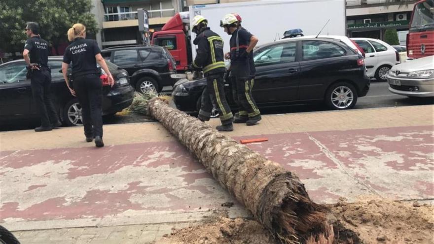 Los bomberos retiran una palmera caída en la avenida de La Victoria