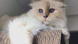 Choupette vive en París con la exama de llaves de Lagerfeld y come paté en carísimos platos de Goyard.