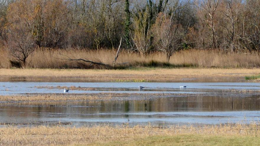 El paisatge dels Aiguamolls de l&#039;Empordà