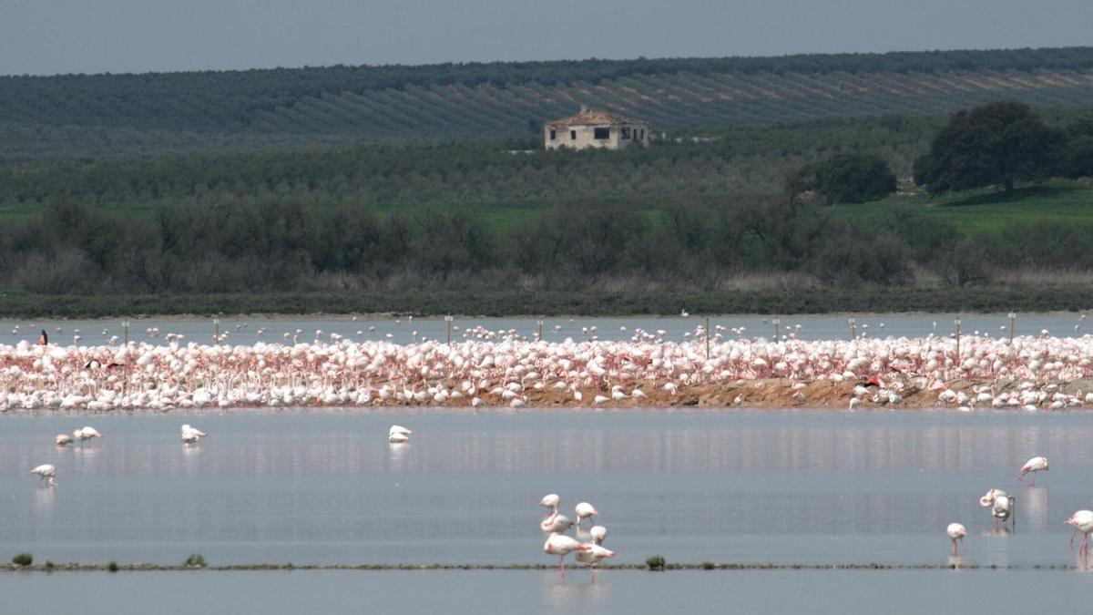 Miles de flamencos han llegado estos días ala Laguna de Fuente de Piedra.