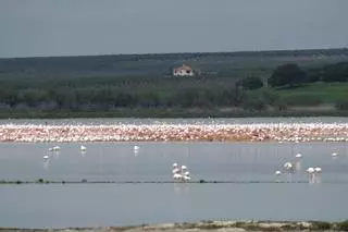 Europa vuelve a mirarse en la Laguna de Fuente de Piedra