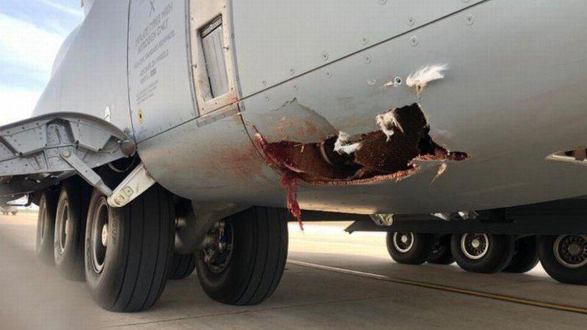 Agujero causado en el fuselaje del avión militar por el ave.