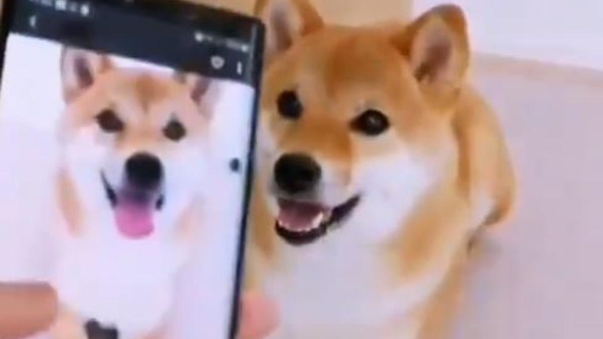 El perro que imita su propia foto