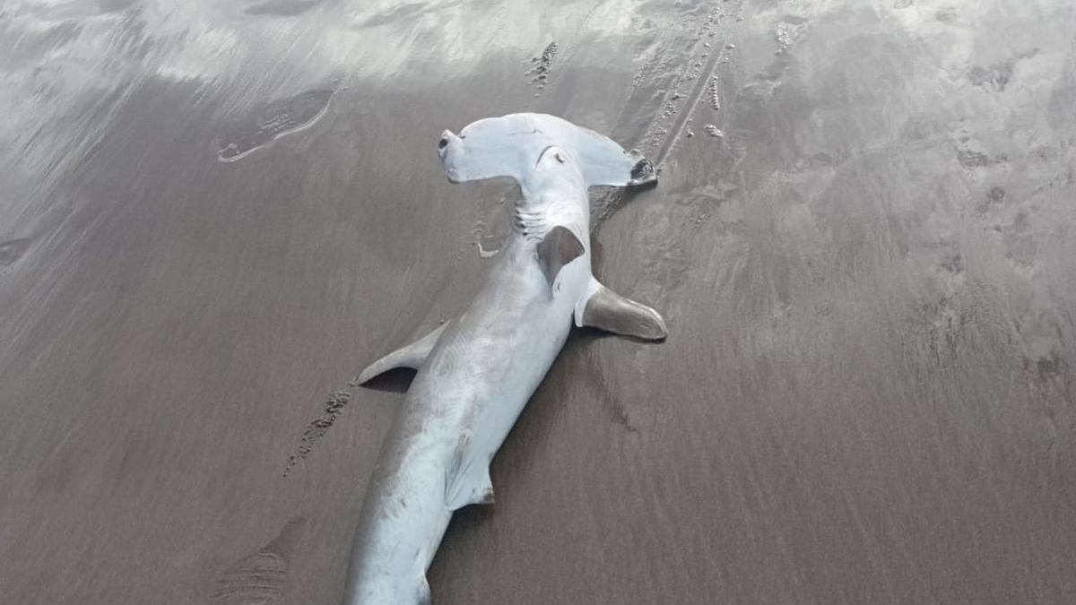 Tiburón martillo varado en una playa de Lanzarote.