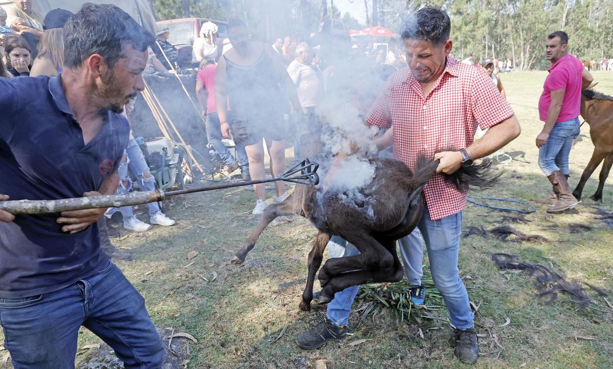 El curro de Mougás reúne a 550 caballos