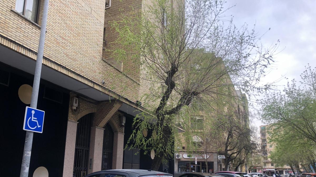 Vídeo | Armando's Cafetería Cerveza y la Encina: negocios tradicionales que resisten en la calle Federico Ballell