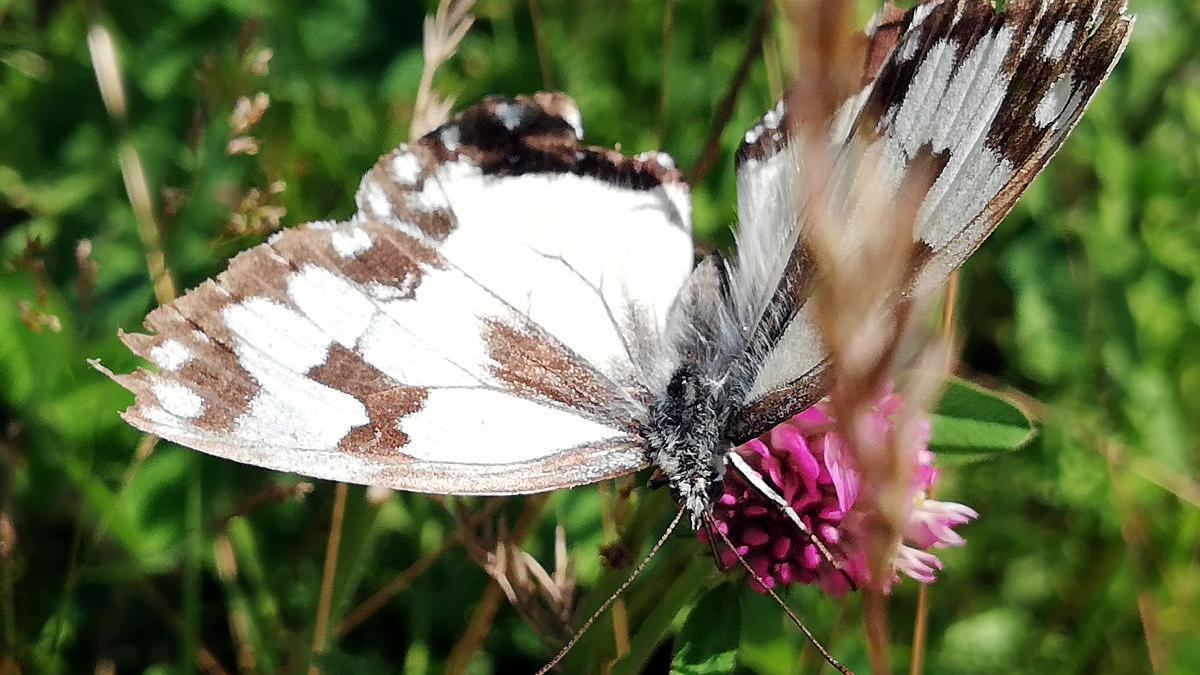 Papallona diürna a la franges de protecció de les línies elèctriques.