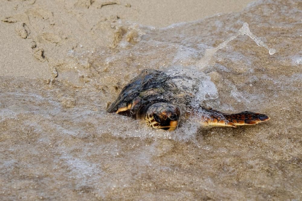 Liberadas en Ibiza 26 tortugas de la primera puesta registrada en Baleares