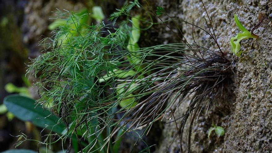 La Universidad lidera un proyecto de conservación de un nuevo género de plantas que crecen en Somiedo