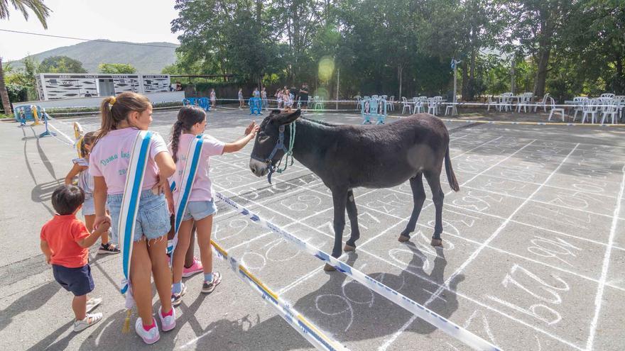 La &quot;Cagà de la Burra&quot; vuelve a Benidorm