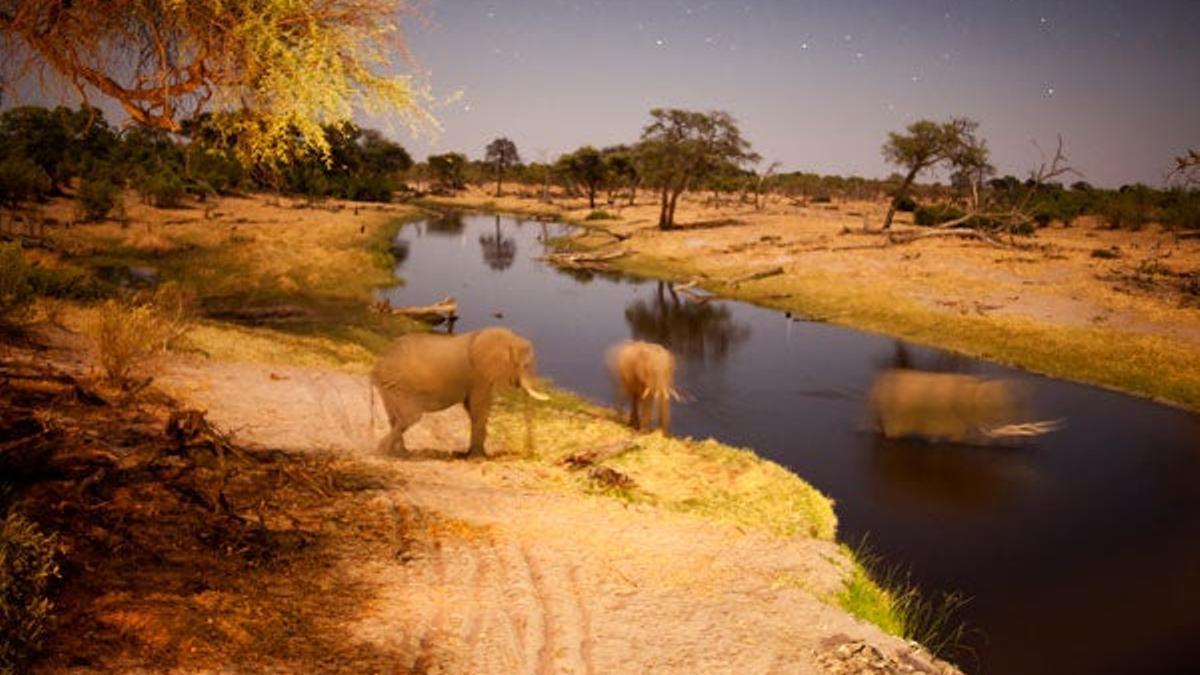 Varios elefantes se bañan de noche en el enigmático y misterioso río.
