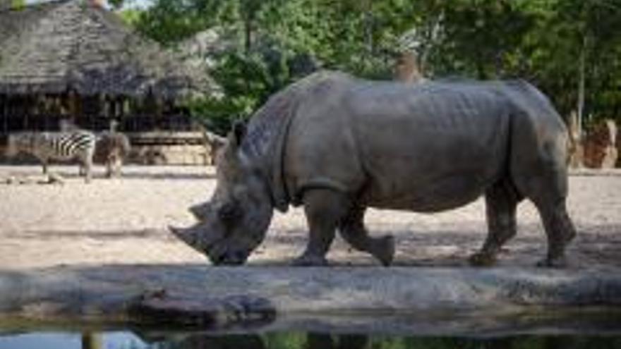 BIOdías, la promoción &#039;con causa&#039; de BIOPARC Valencia para salvar a los murciélagos