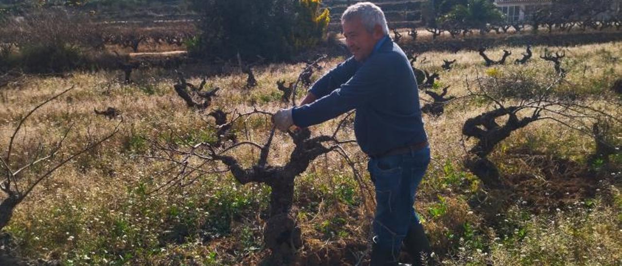 Los agricultores jubilados custodian el paisaje de viñedos de la Marina Alta