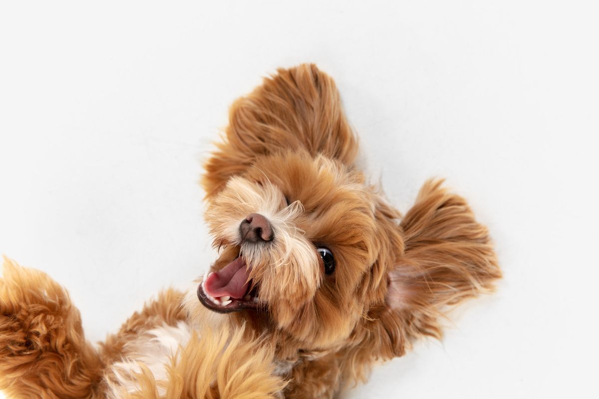 Cámara para vigilar perros: la mejor opción para asegurar el bienestar de  tu mascota
