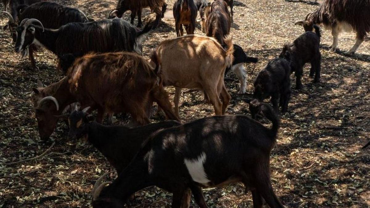 Explotación caprina extremeña.