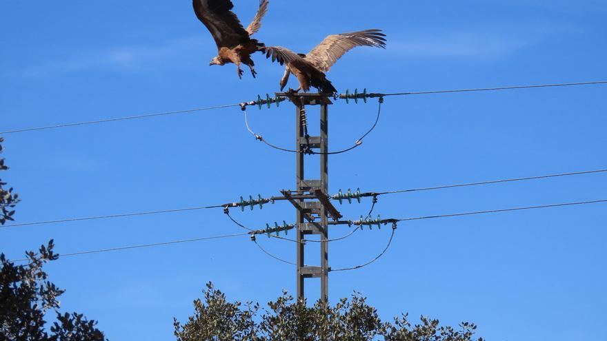 Transición Ecológica sanciona con 69.000 euros a una compañía eléctrica por la muerte de un buitre leonado en un poste