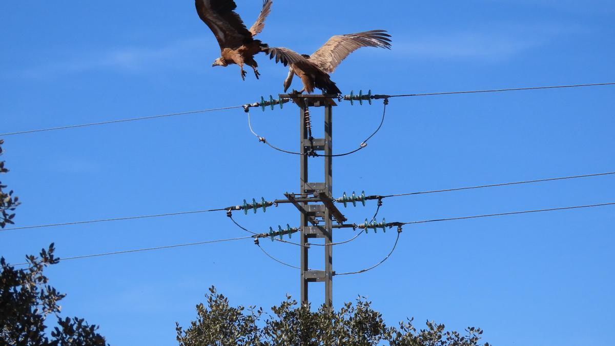 Dos buitres junto a un poste de electricidad