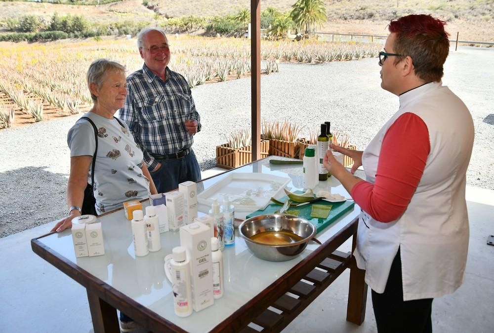 Finca de aloe vera en Fataga.