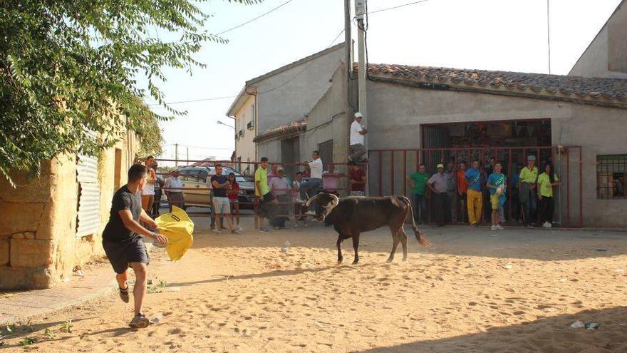 Fiestas en Zamora: Encierro en Argujillo