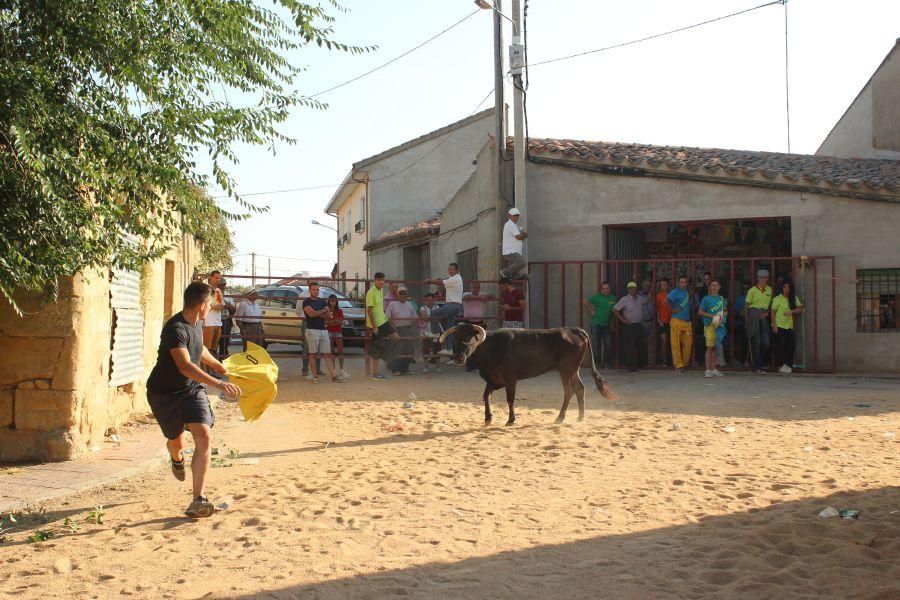 Fiestas en Zamora: Encierro en Argujillo