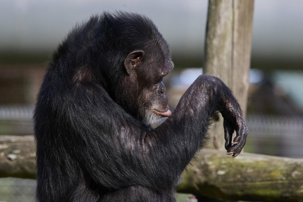 La Fundació Mona, ubicada a Riudellots de la Selva