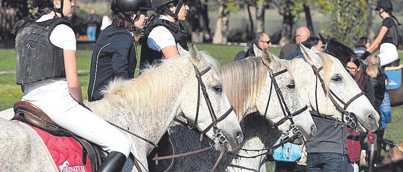 El cavall i el gos d’atura català protagonitzen la Fira de Sant Martirià