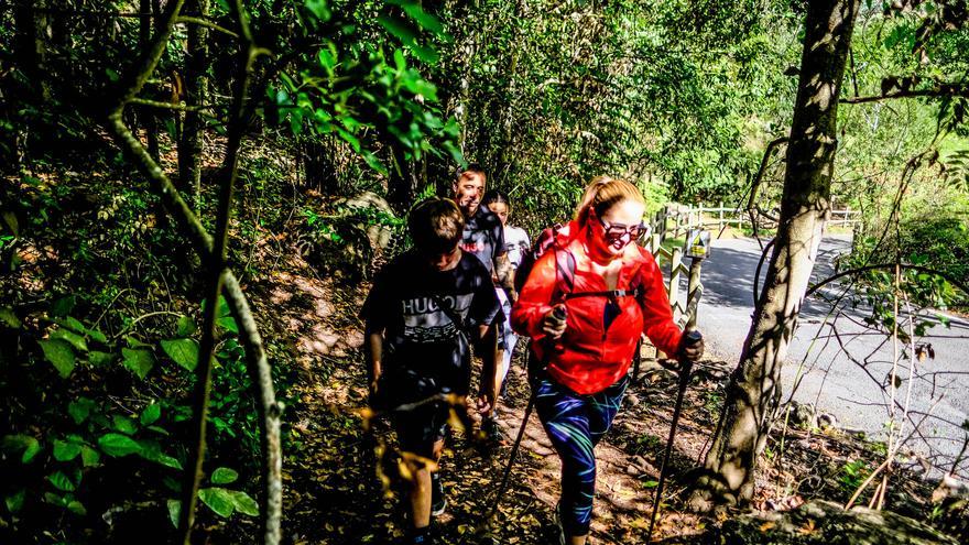 Un bosque de ensueño: la espectacular ruta de Gran Canaria que puedes hacer en familia