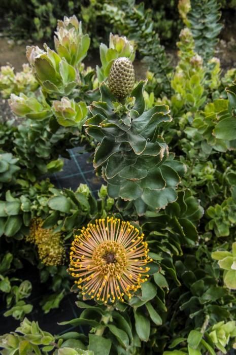 Visita a una plantacion de proteas een la Granja Agrícola del Cabildo. FOTOS: JC CASTRO