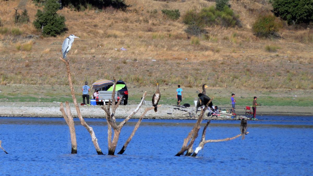 Aves acuáticas sobre troncos emergentes en el pantano de Tentudía