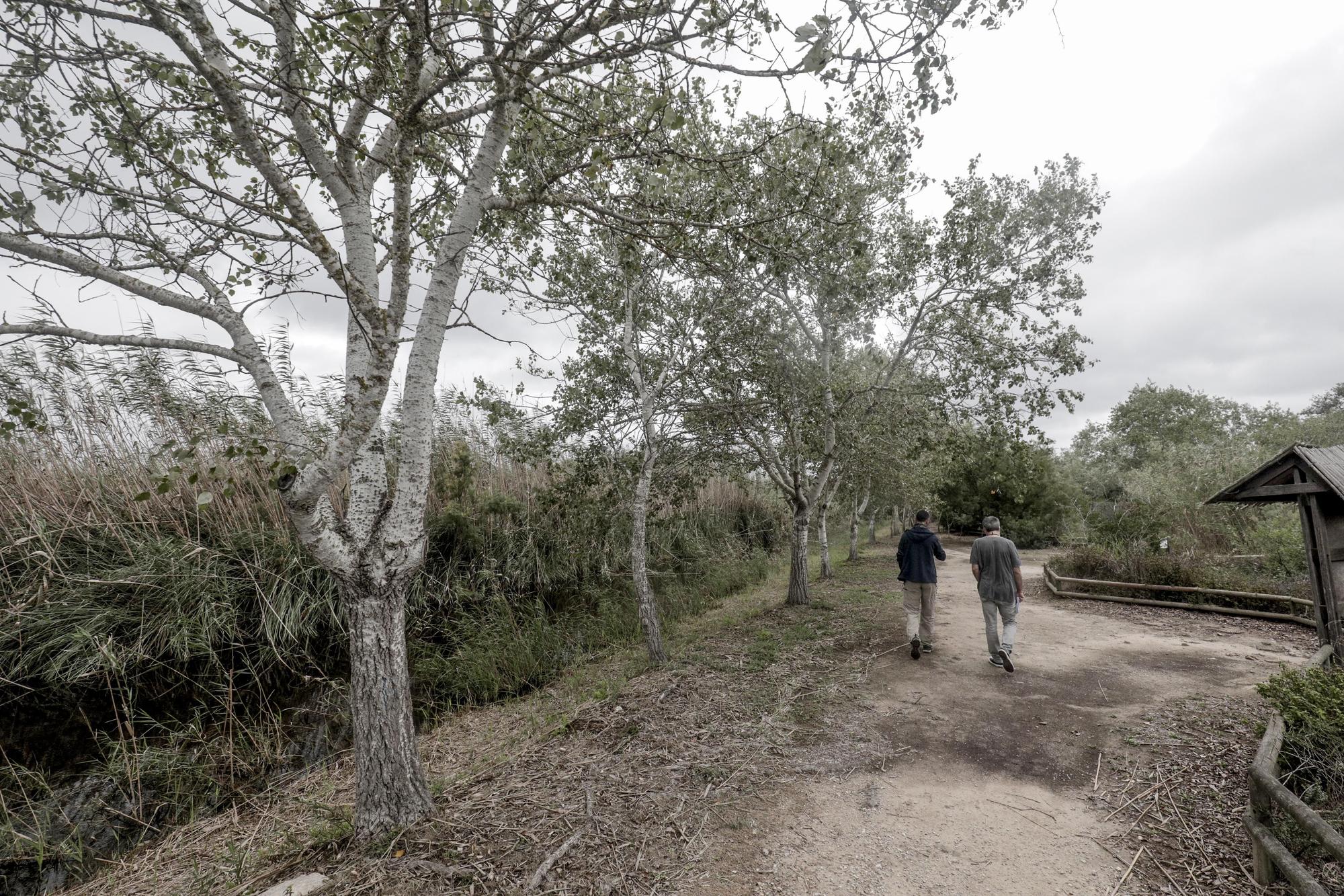 S'Albufera, un año después del incendio