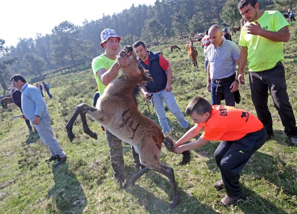 Los ganaderos sanean 300 caballos ante un millar de personas en el primer curro del año en Oia