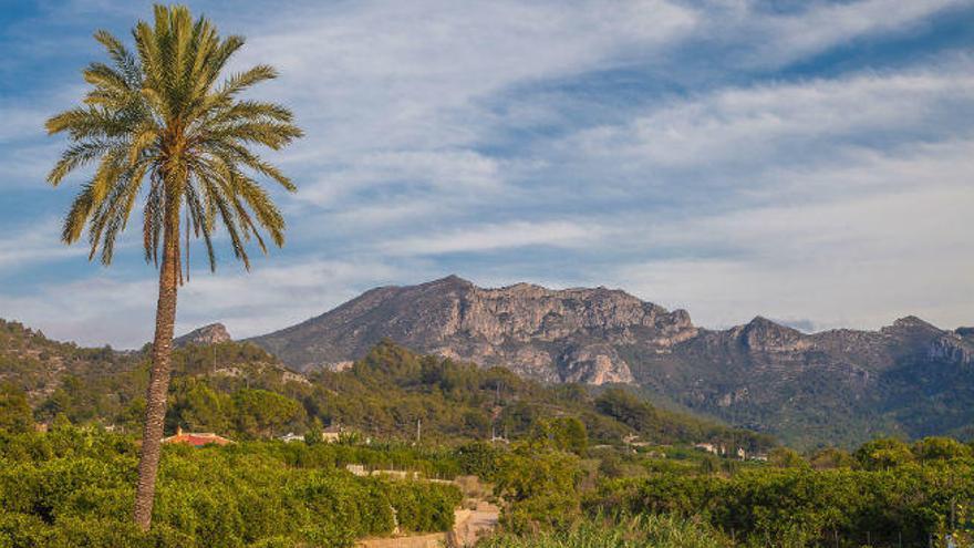 Los huertos de naranjos de Alzira y Carcaixent: donde la naturaleza y el arte concurren