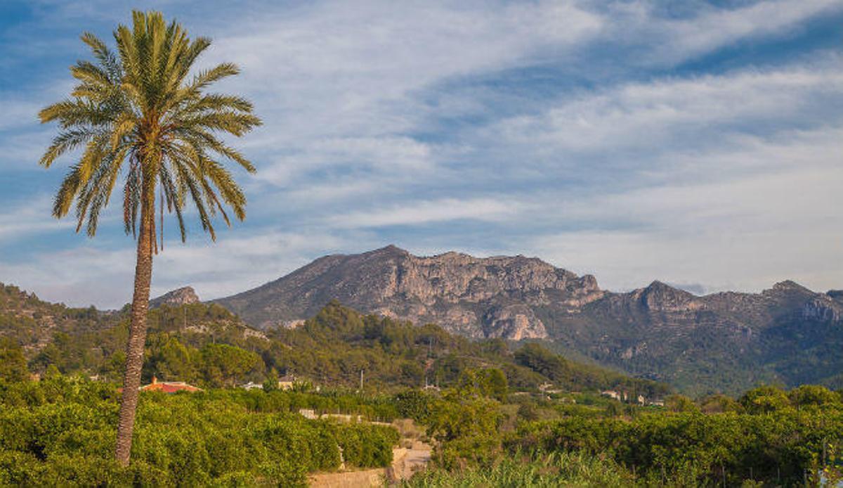 Los huertos de naranjos de Alzira y Carcaixent: donde la naturaleza y el arte concurren