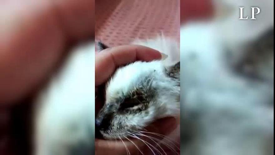 Encuentran a una cría de gata con los ojos arrancados en un cubo de basura