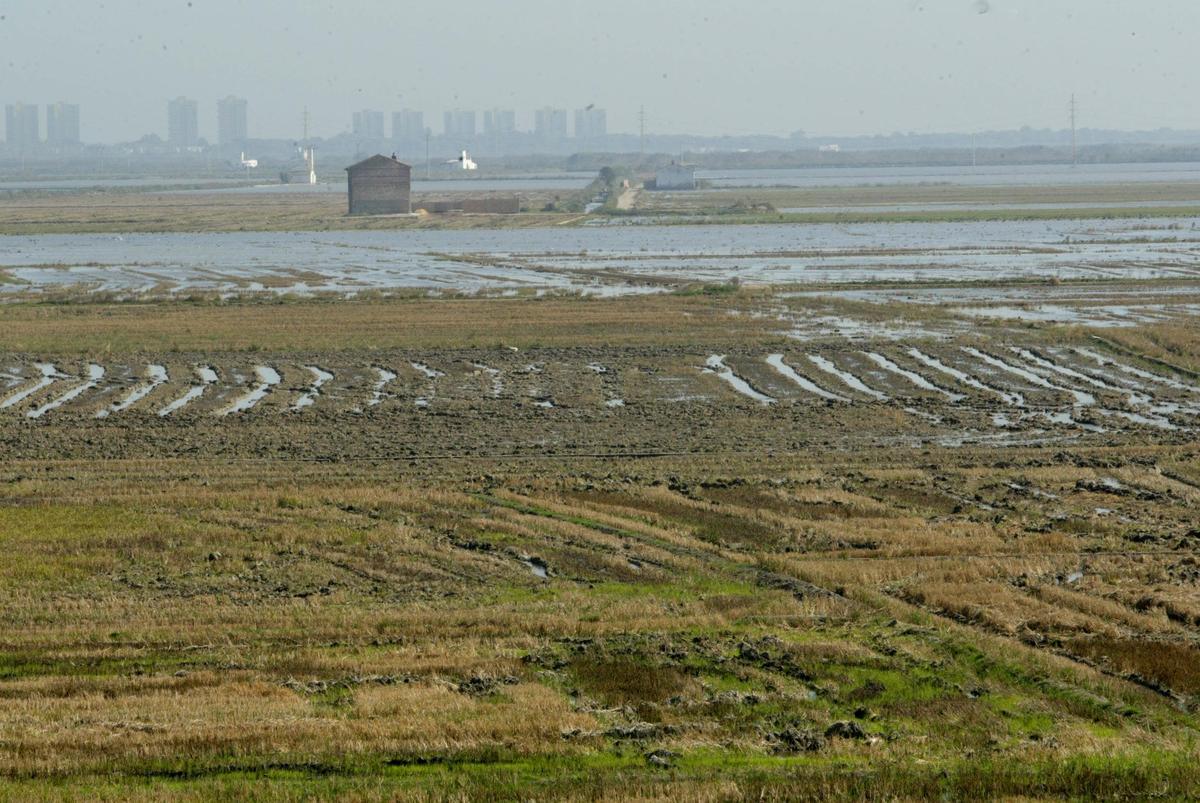 Campos de Arroz cerca de l'Albufera.