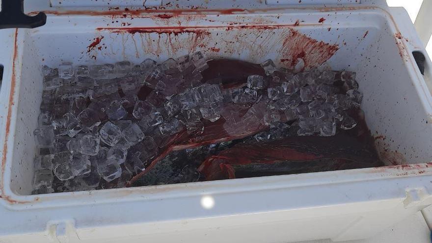 32 Kilo Roter Thun auf Boot vor Mallorca beschlagnahmt