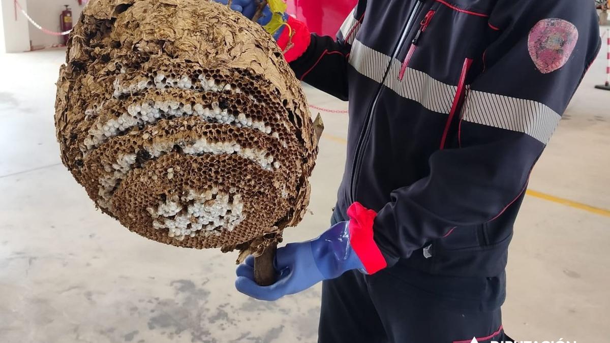 Un bombero con el nido de avispa asiática retirado el pasado jueves