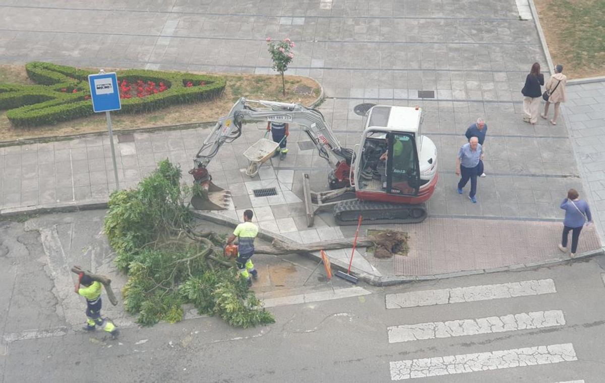 Operarios recogiendo los restos de uno de los árboles en la zona.