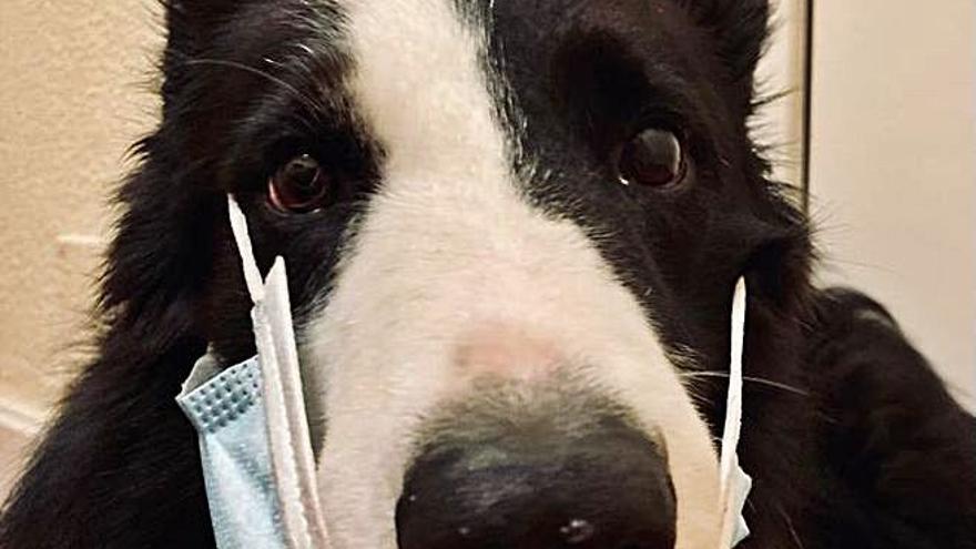 “Porto”, un border collie de Salinas. | LNE